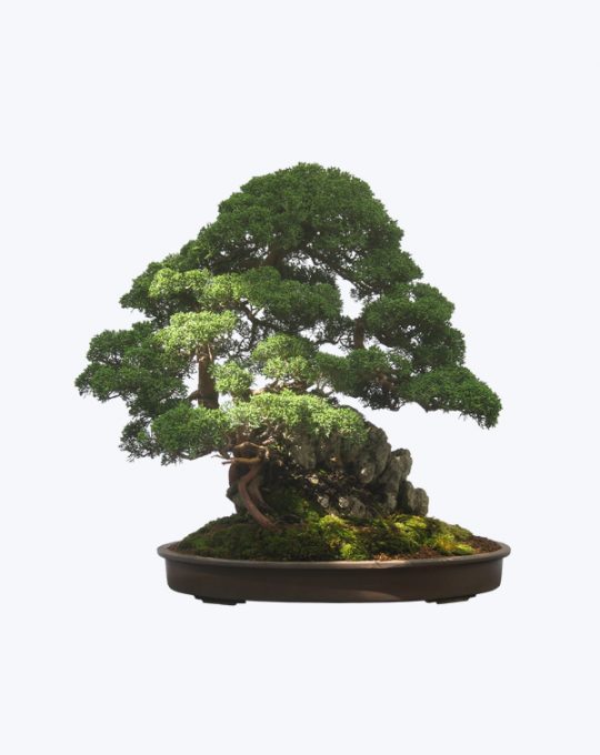 product-24-540x680