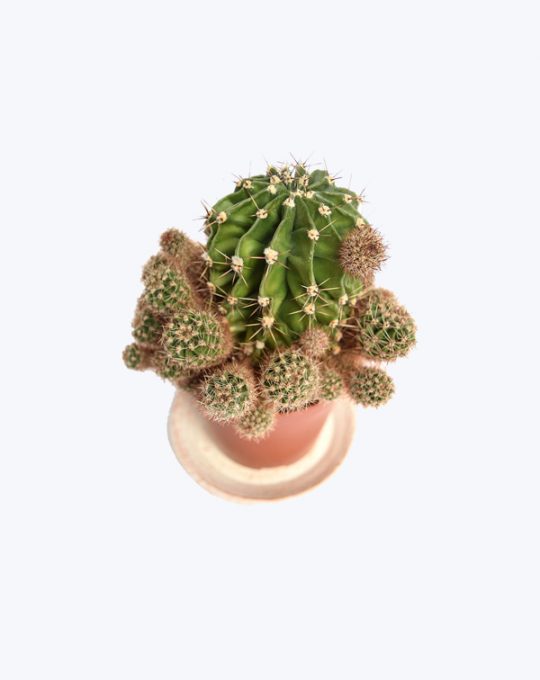 product-39-540x680